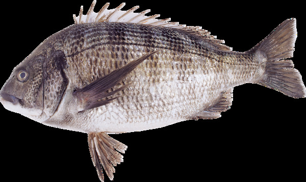 全身斑纹的鱼类图片免抠png透明图层素材