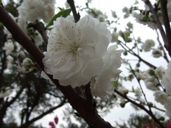 红花鲜花