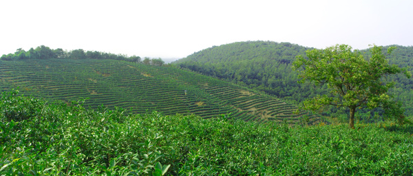 茶园风景图片