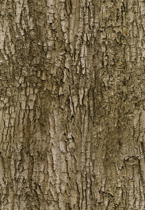 树皮木纹贴图图片