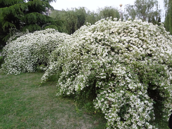 栀子花开图片