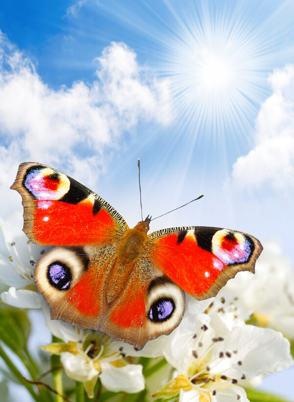 美丽蝴蝶与鲜花背景图片