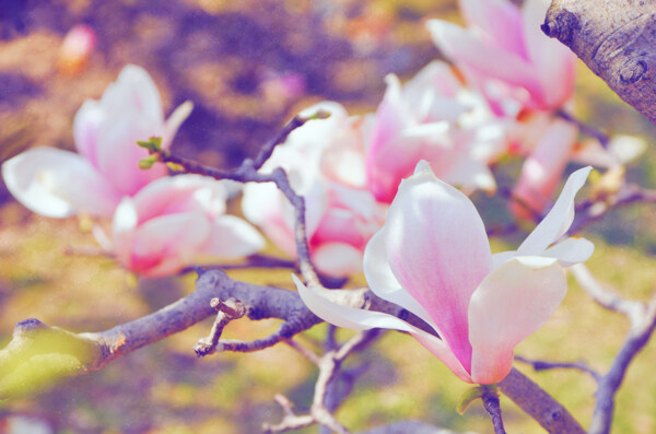 粉色花木兰图片