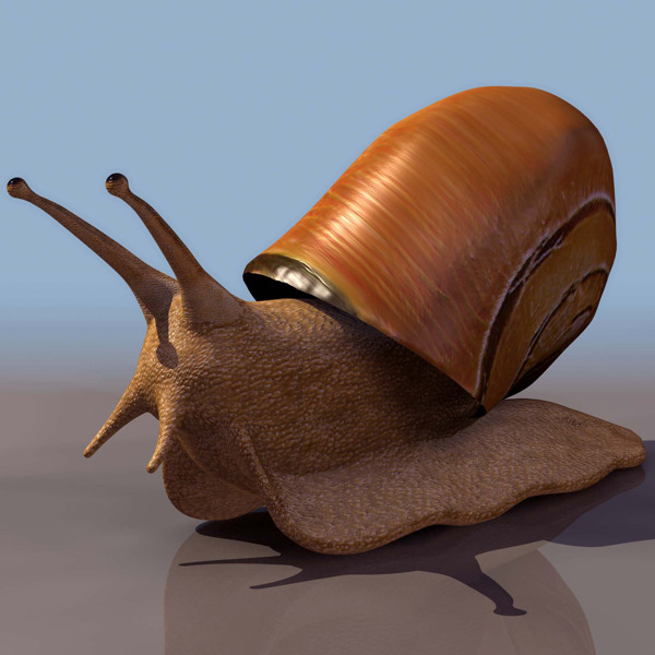 蜗牛snail