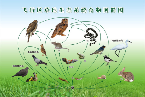 飞行区草地生态系统食物网简图