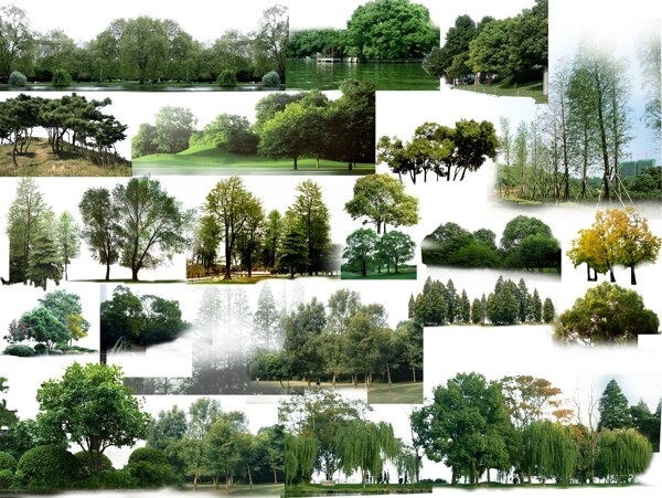 景观树PSD分层素材图片