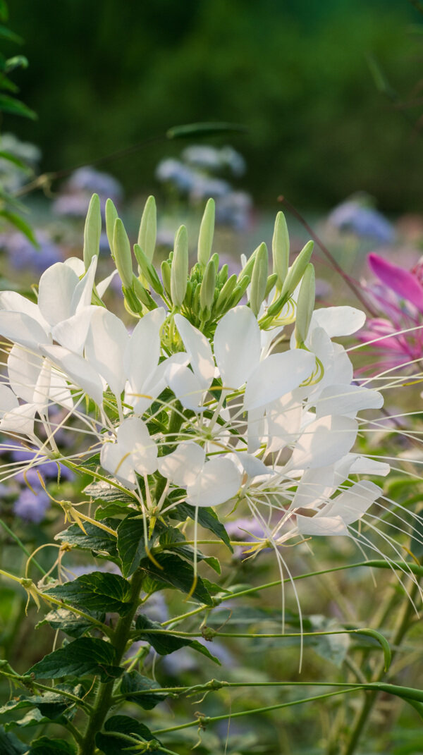 醉蝶花