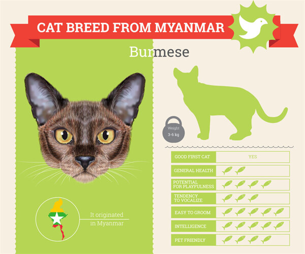 缅甸猫信息图表图片