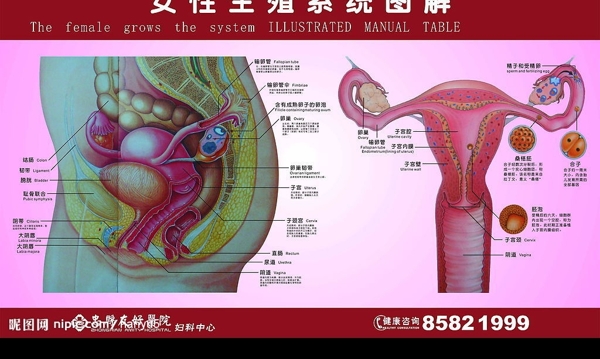 生殖器展板图片