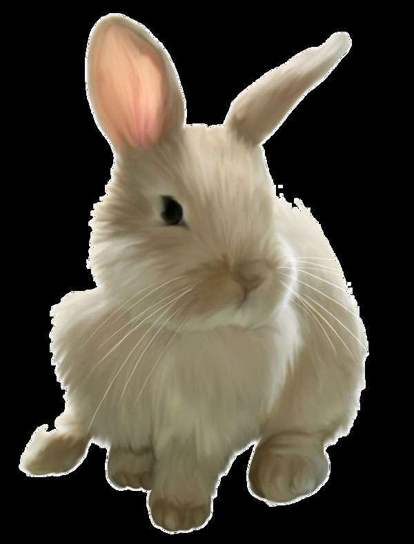 可爱白毛兔子免抠png透明素材