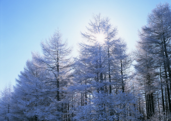 冬季阳光下的树木图片