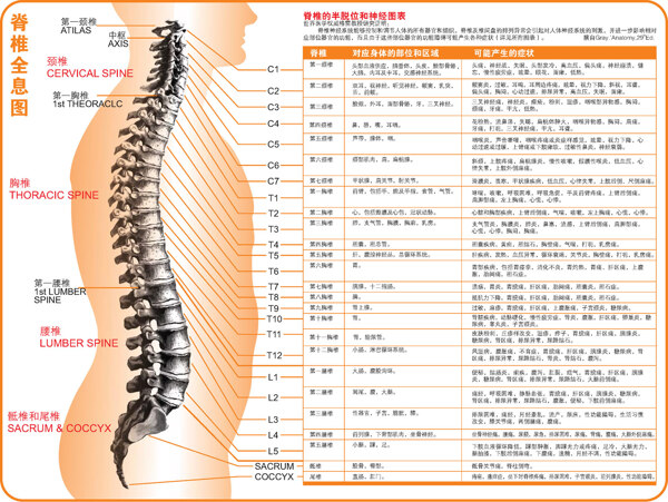 脊柱图解图片