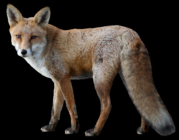 长尾巴的狐狸免抠png透明素材