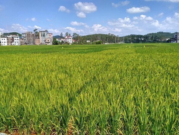 乡村田野