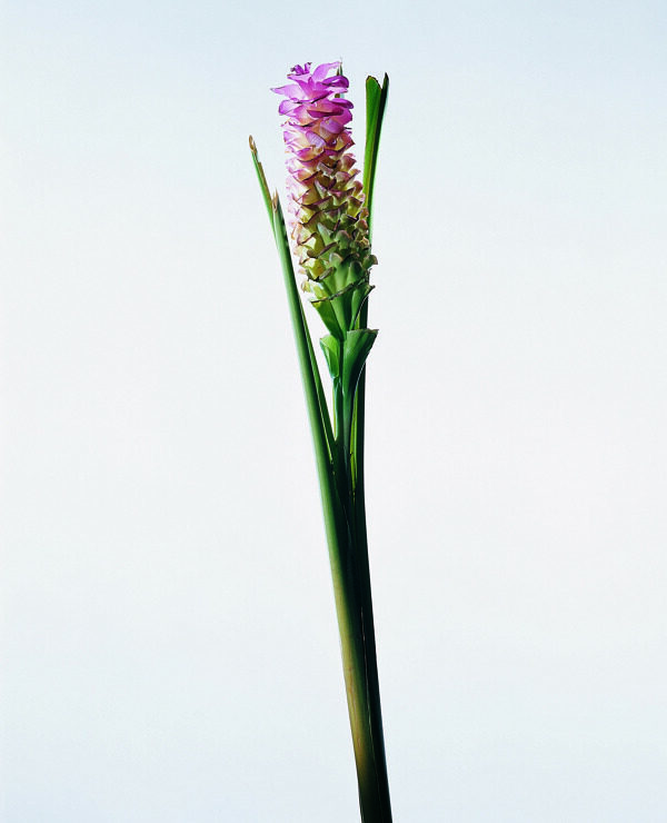 花姿花颜花一束花百花世界花朵花草花蕊花瓣全球首席设计大百科