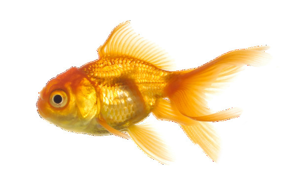 黄色金鱼图片免抠png透明图层素材