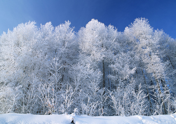 白雪覆盖的树林高清风景图片图片