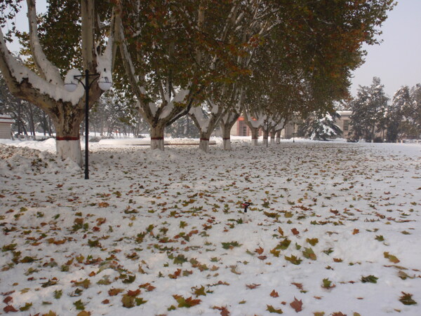 雪与落叶