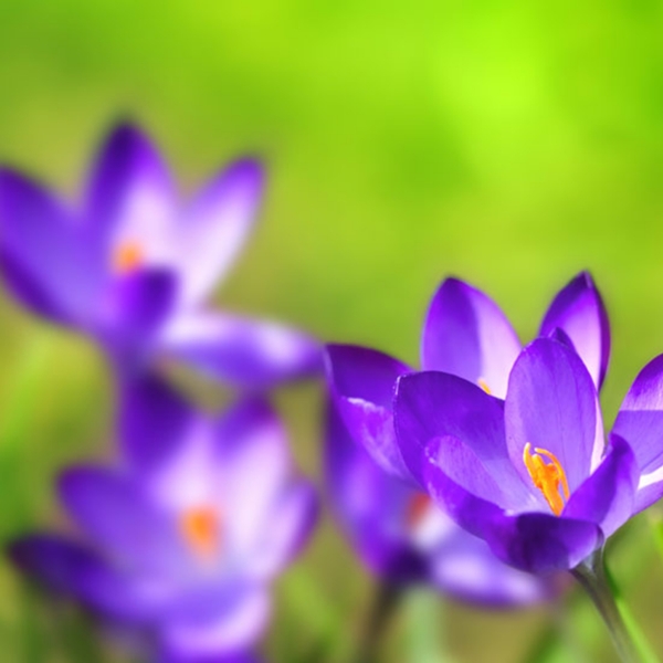 简约紫色花朵背景图