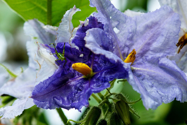 位图植物摄影花卉花朵免费素材