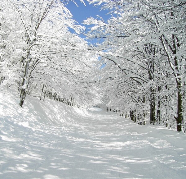 雪地的树木图片