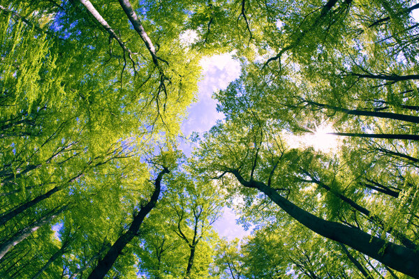 仰视蓝天白云绿树树林图片