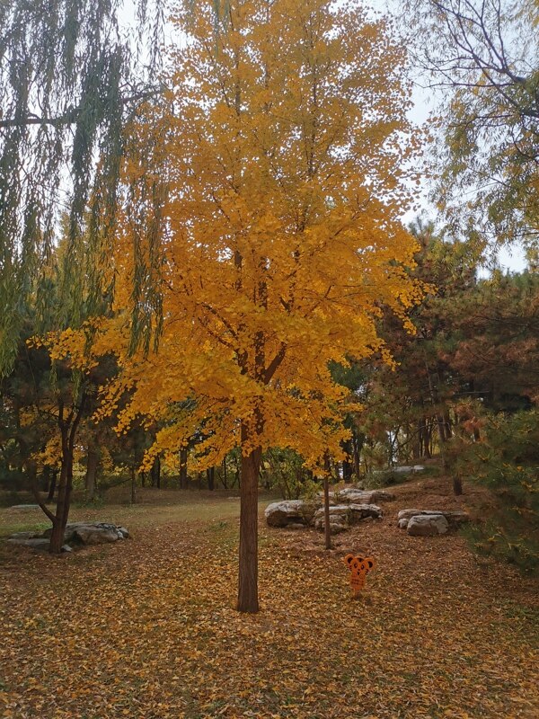 一颗银杏树图片