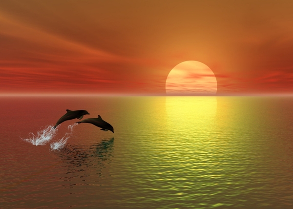 海面飞跃的海豚图片