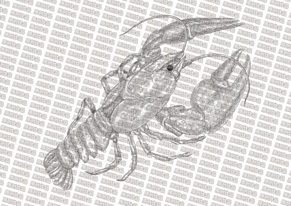 素描龙虾图片