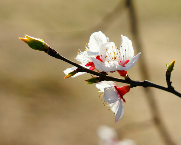 桃花图片