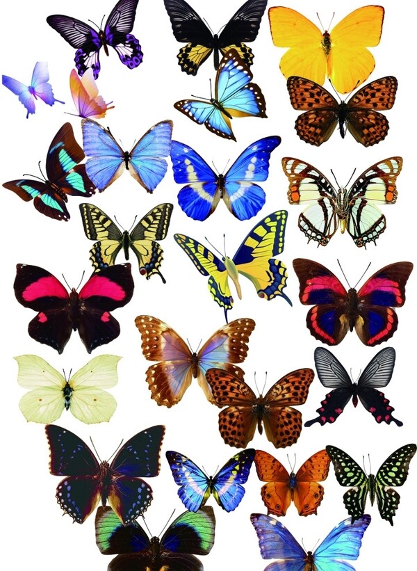 各种蝴蝶图片