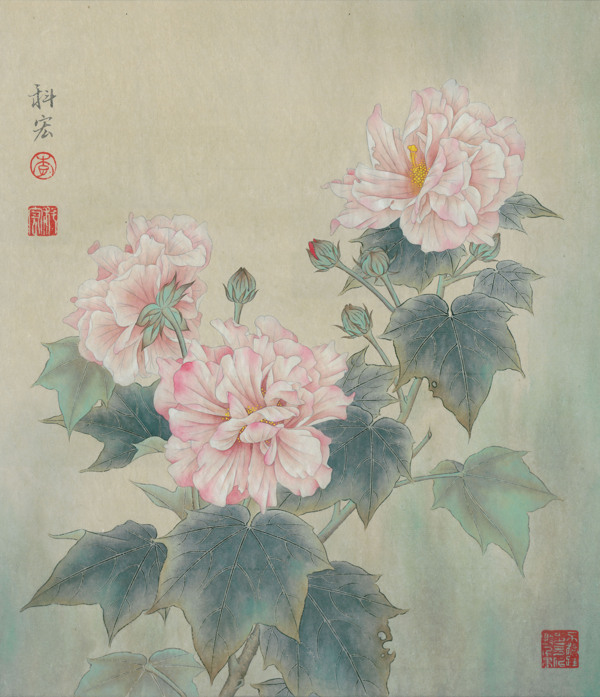 芙蓉花开图片