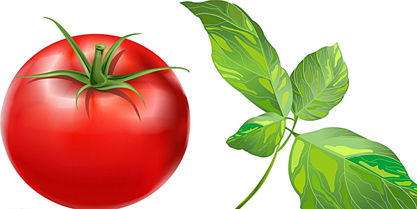 西红柿矢量树叶图片