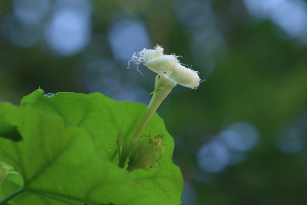 瓜蒌花儿