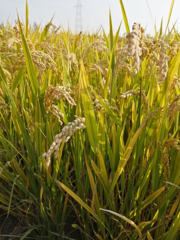 田园杂交水稻