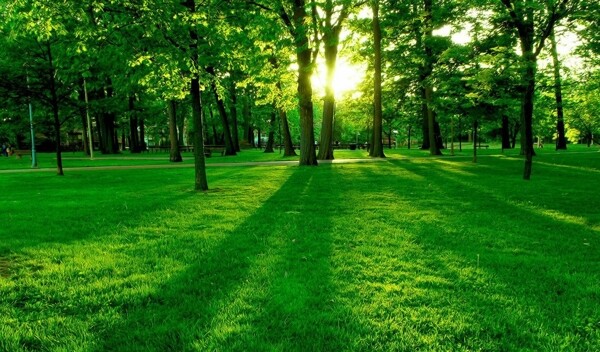 绿地树林风景图片