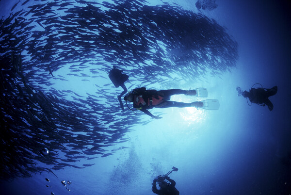 全球首席大百科海底探索探秘深海珊瑚潜水潜水员