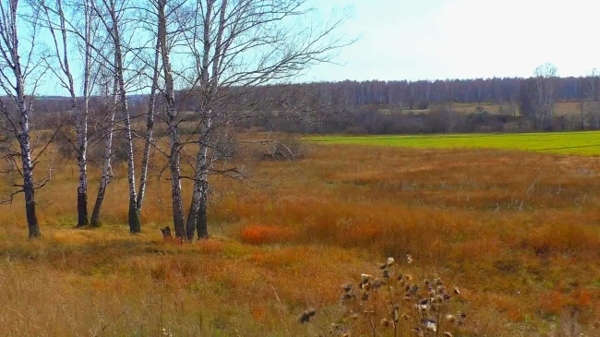 唯美秋天荒野景色自然风景高清视频实拍