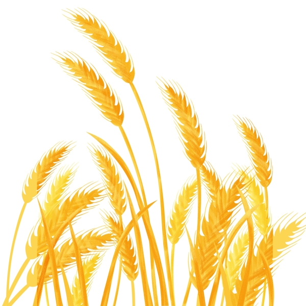 金秋植物小麦插画