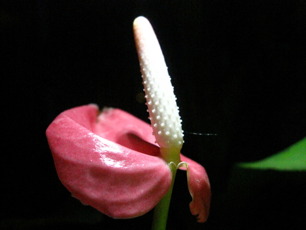 位图植物摄影写实花卉花朵数码照片免费素材