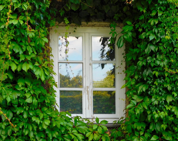 绿色藤蔓围绕窗户图片
