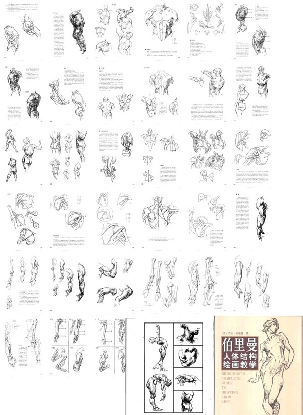 伯里曼人体结构画册图片