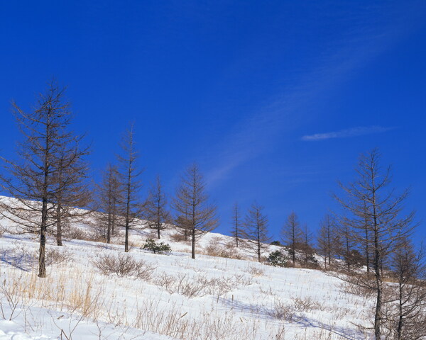 冬天雪景雪景大雪