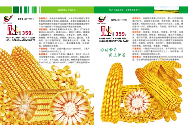 玉米画册图片