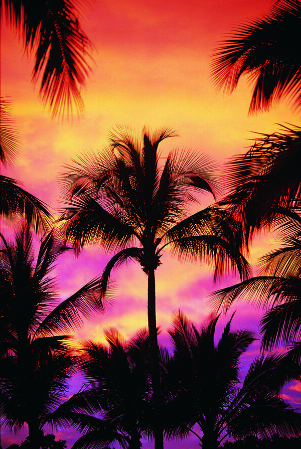 夜晚椰子树风景图片