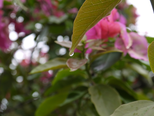 雨后小水滴图片