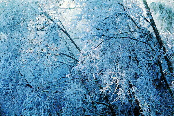 冬天雪景雪景大雪