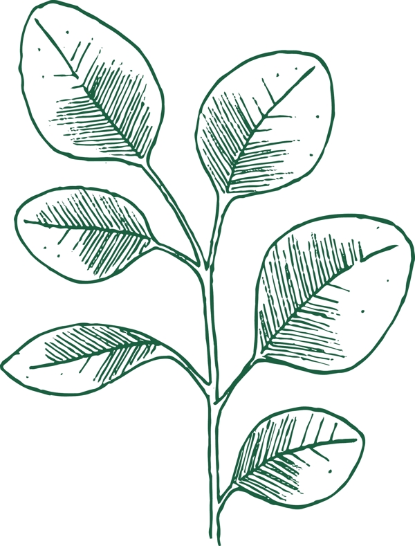 绿色植物线描