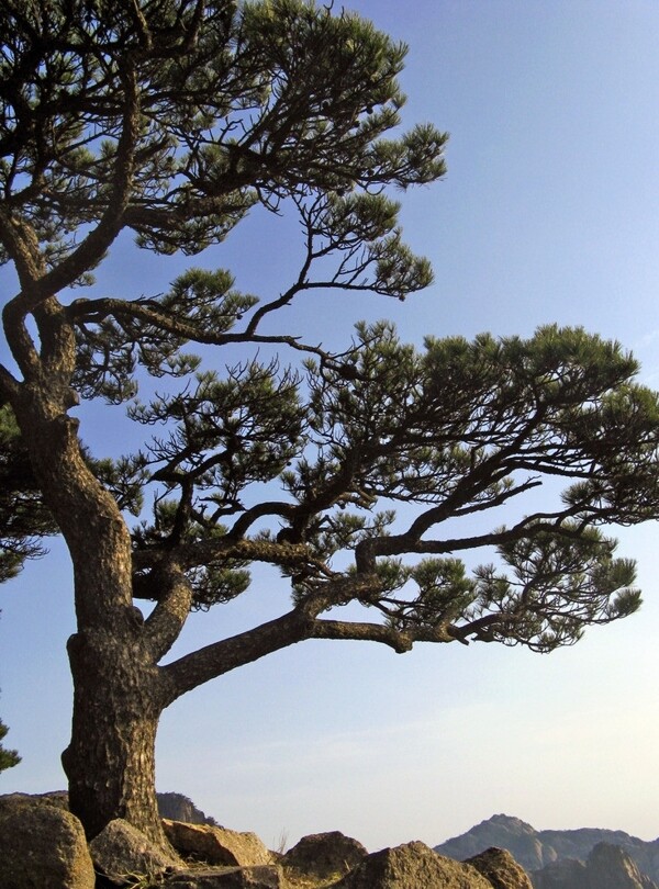 山坡松树图片