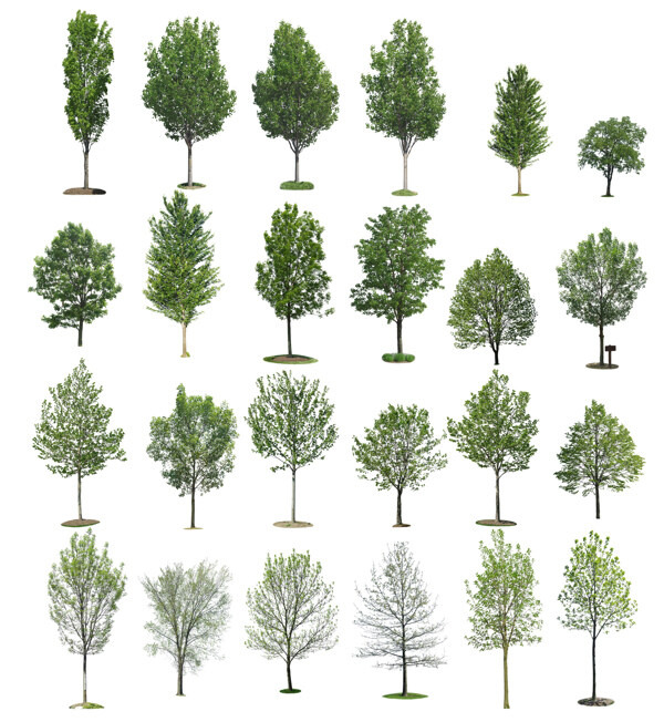 绿色树木抠图图片图片